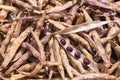 Dried bean pods with purple dwarf beans Royalty Free Stock Photo