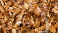 Close up of dried beech tree leaves