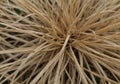 Close-Up of Dried Beige Grass Texture Royalty Free Stock Photo