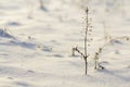 Close-up of dried black withered herbs plants weeds covered with snow and frost in winter cold empty field on bright blurred white Royalty Free Stock Photo
