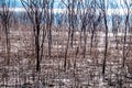 Close-up of dried brown and black pricky weed wood on the ground near the lake.