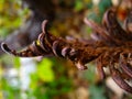 Dried brown fern leaf in autumn close up Royalty Free Stock Photo