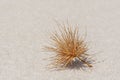 Close up dried brown ovule of beach Spinifex, Spinifex longifolius,