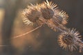 Burdock and cobweb with golden sun light Royalty Free Stock Photo