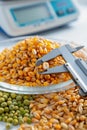 Close-up of dried corn kernels and legumes on a scale for quality control. Royalty Free Stock Photo