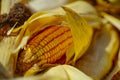 Close up of Dried corn seed , Grains of ripe corn