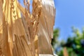 Dried Corn Stalks against blue sky Royalty Free Stock Photo