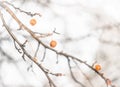 Close-up of dried crab apples on the tree in winter