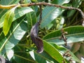 a dried and dead baby mango still holding on to the branch