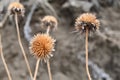 Close up of dried dead globe thistle.