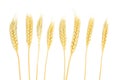 Dried ear of barley or wheat isolated on white background. Royalty Free Stock Photo