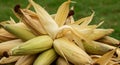 Close-up of Dried Ears of Corn with Husks Royalty Free Stock Photo