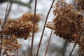 Close up of Dried faded Hydrangea flowers. Selective focus, vintage style. Royalty Free Stock Photo