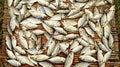 Close-up dried fish on bamboo background Royalty Free Stock Photo