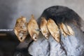 Close up Dried fish are grilled on stove Royalty Free Stock Photo