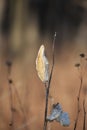 Close up of dried flora in autumn