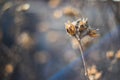 Close up of a dried flower with spiderweb in it