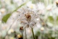 Close-up of dried flowers with background blur