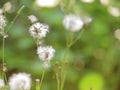 Close up Dried flowers field in nature background. Chromolaena o Royalty Free Stock Photo