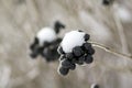 Close-up of dried frozen bunch of bright ripe dark blue berries