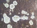 Close up dried of fungus on a tree