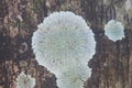 Close up dried fungus on a tree