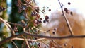 close-up. dried heavenly apples on the bare branches of an apple tree, powdered with snow. winter, frosty, snowy, sunny Royalty Free Stock Photo