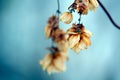Close up of dried Hops Royalty Free Stock Photo