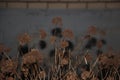 Close up of Dried Hydrangea flowers by winter Royalty Free Stock Photo