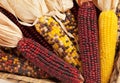 Close Up of Dried Indian Corn in Fall Season