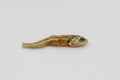 Close up of dried infant sardine used as seasoning in foods and cooking. Royalty Free Stock Photo