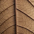 Close-up of a dried leaf displaying intricate vein patterns. The main vein, or midrib, Royalty Free Stock Photo