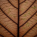 Prominent branching out into smaller veins creating a geometric Royalty Free Stock Photo