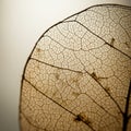 Close-up of a dried leaf displaying its intricate vein pattern. The veins form a network Royalty Free Stock Photo