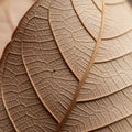 Close-up of a dried leaf showcasing Royalty Free Stock Photo