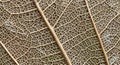 Close-up of a dried leaf showing intricate vein patterns. The leaf appears brown with a network of Royalty Free Stock Photo