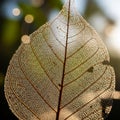 Close-up of a dried leaf showing its intricate network of veins. The leaf is backlit, highlighting Royalty Free Stock Photo