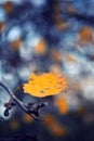 Dried leaf still hanging on branch in dark forest in autumn Royalty Free Stock Photo