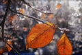 Close-up of dried leaves after ice storm