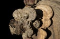 Close-up of dried Lingzhi mushroom on dark background Royalty Free Stock Photo