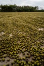 Close-Up of Dried Mung Beans Spread for Drying, Creating a Textured Pattern Royalty Free Stock Photo