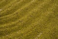 Close-Up of Dried Mung Beans Spread for Drying, Creating a Textured Pattern Royalty Free Stock Photo