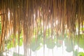 Close up dried nipa leaves roof with bright sunshine Royalty Free Stock Photo