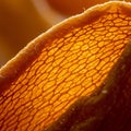 Close-up of a dried orange peel under magnification. The intricate network of transluc Royalty Free Stock Photo