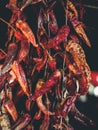 Close Up Of Dried Organic Chili Peppers Hanging On Threads