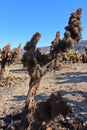 Close up of a dried out Cholla Cactus riddled with holes at Cholla Cactus Garden Loop in Joshua Tree National Park, CA