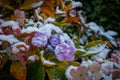 Close up of dried out colorful hydrangea flowers covered with snow Royalty Free Stock Photo