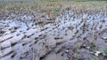 Close up of dried paddy straws. Royalty Free Stock Photo