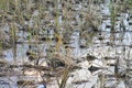 Close up of dried paddy straws. Royalty Free Stock Photo