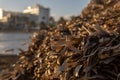 Close-up of dried Posidonia algae, Posidonia oceanica